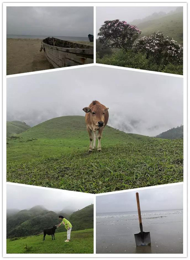 5月1日，陽西藍(lán)袍藍(lán)看海，陽春雞籠頂?shù)巧劫p高山杜鵑